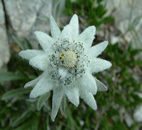 Futaba Edelweiss Leontopodium Alpinum Seeds 40 Seeds Amazon In Garden Outdoors