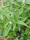 3500 Vietnamese Lemon Balm Seeds - Kinh Giới