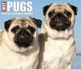 Just Pugs 2020 Box Calendar (Dog Breed Calendar) by 
