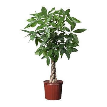 Easy Care Plaited Money Tree Pachira Aquatica Elegant Decorative Indoor Tree Virtually Kill Proof Ideal For Offices And Conservatories - 