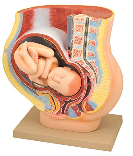 EISCO Human Pregnancy Pelvis Model with Removable Fetus, 42cm Length x 23cm Width x 42 cm Height, Hand Painted