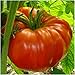 Package of 80 Seeds, Beefsteak Tomato (Lycopersicon esculentum) Non-GMO Seeds by Seed Needs