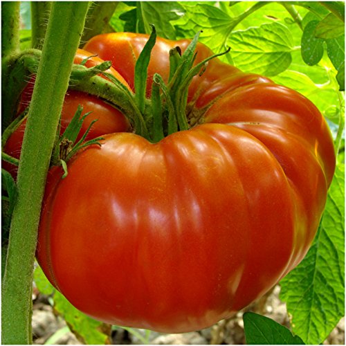 Package of 80 Seeds, Beefsteak Tomato (Lycopersicon esculentum) Non-GMO Seeds by Seed Needs Package of 80 Seeds, Beefsteak Tomato (Lycopersicon esculentum) Non-GMO Seeds by Seed Needs