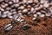 Jungle Coffee Costa Rican Organic Dark Roast Ground Coffee, 1 lb