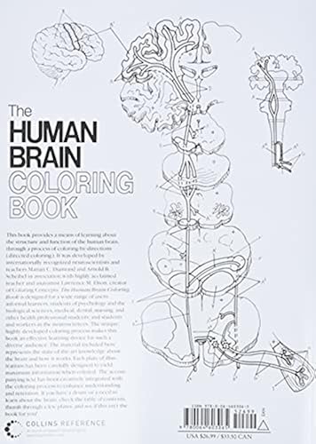 Human Brain Coloring Pages