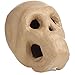 Factory Direct Craft Life Size Paper Mache Skull for Halloween, Gothic and Day of the Dead Display