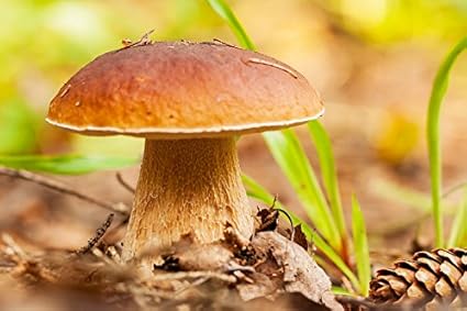 Boletus Reticulatus Mycelium Foret De Champignons Cultivez Vos Propres Champignons Amazon Fr Jardin
