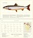Trout of North America Wall Calendar 2019