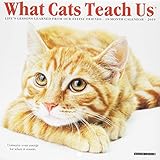 What Cats Teach Us Mini 2019 Wall Calendar by 