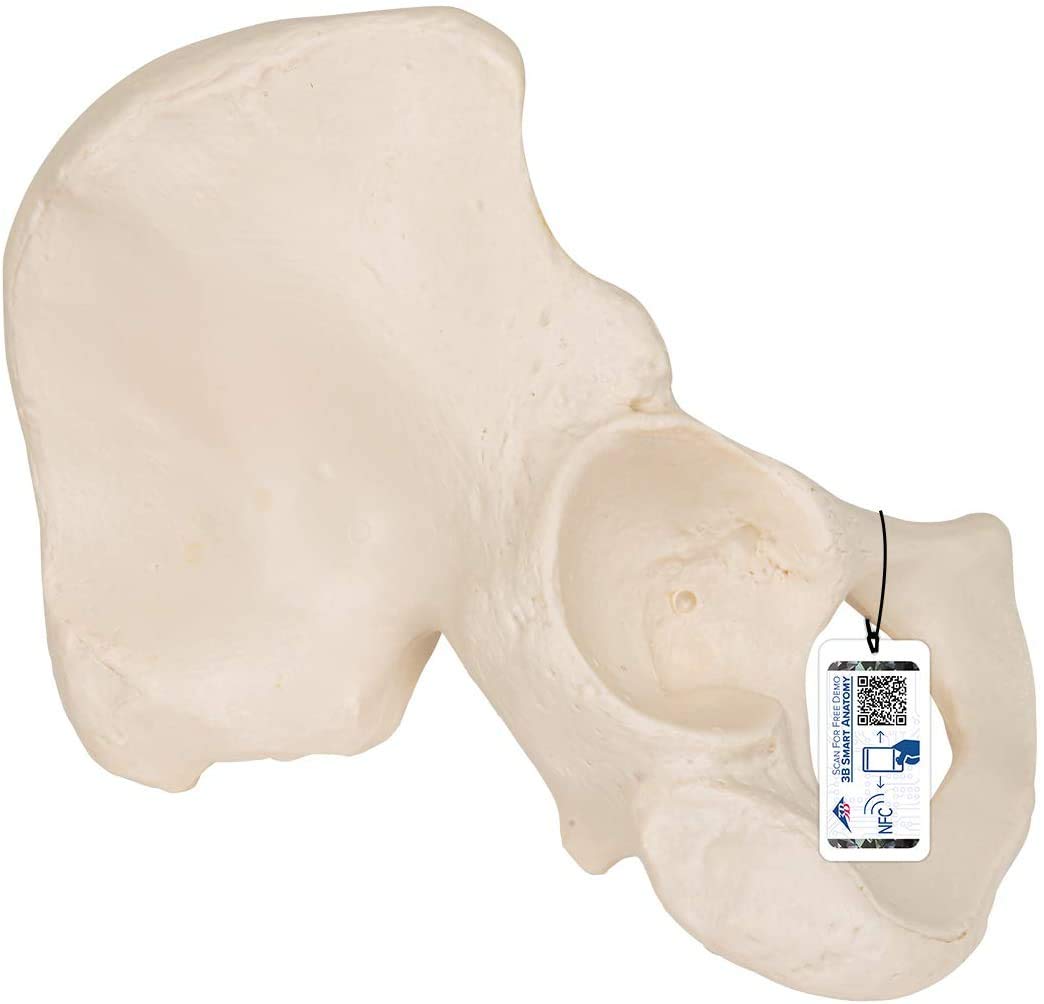 3B Scientific Hip Bone Model + free Anatomy App - 3B Smart Anatomy