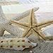 ABxinyoule Beach Starfish Shower Curtain Seashell Polyester Fabric Ocean Blue Sky Sunshine Bathroom Decal