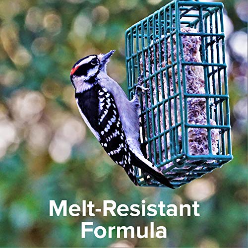 Blue Seal Cherry Suet Cakes for Wild Birds - No Mess Suet Feed, Food