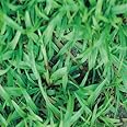 Carpetgrass Seeds Coated 2 Lbs (Carpet Grass Seed)