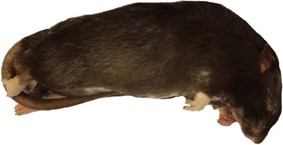 Frozen Rat Medium 150-250g - Pack of 25