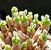 FD2227 Succulents Seeds Mini Potted Flower Organic Green Rabbit ~1 Bag 50 Seeds~