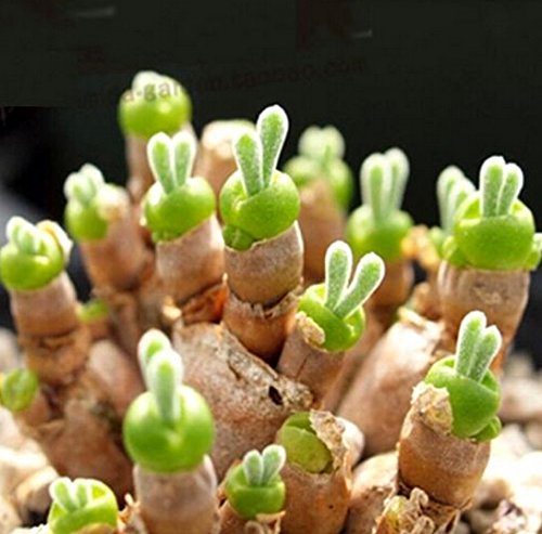 FD2227 Succulents Seeds Mini Potted Flower Organic Green Rabbit ~1 Bag 50 Seeds~ FD2227 Succulents Seeds Mini Potted Flower Organic Green Rabbit ~1 Bag 50 Seeds~