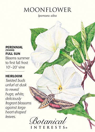 Moonflower Seeds - 5 grams - Ipomoea