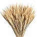 Wedding Decorations Dried Wheat Sheaves,100pcs Natural Wheat Bouquet Bunch Stalk Bundle,Bride and Groom Holding Flowers,DIY Home Kitchen Table Wedding Centerpieces (a)