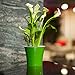 Santino Arte 6.5 in. Self-Watering Planter