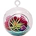 Bliss Gardens Mini Air Plant Terrarium with 3
