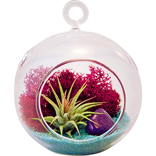 Bliss Gardens Mini Air Plant Terrarium Kit with 3 Bliss Gardens Mini Air Plant Terrarium Kit with 3