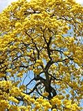 Byndgreenstore - TABEBUIA CARAIBA @@ Yellow