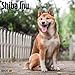 2020 Shiba Inu Calendar 16 Month 12 x 12 Wall Calendar by Bright Day Calendars (Shiba Inu 2019)