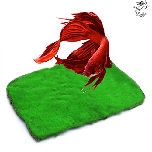 Betta Carpet by Luffy – Lush Green Landscape in Aquarium - Natural Habitat for Betta - Create a Moss Carpet - Thrive with Minimal Care