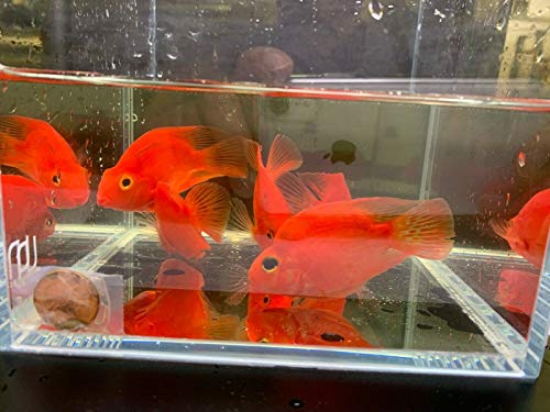 Aqua Huna Purple King Kong Parrot Pack of 2