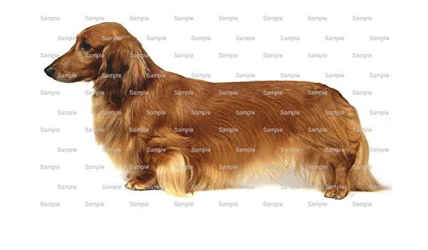 8 Round Long Haired Dachshund Dog Birthday Edible Cake