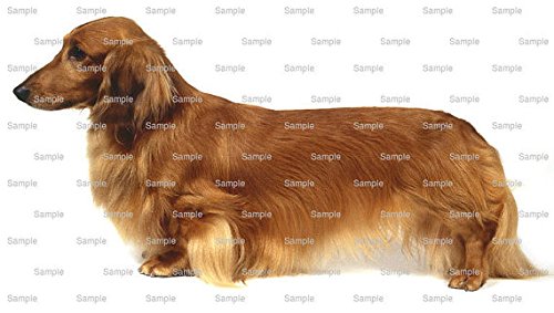 3 Round Long Haired Dachshund Dog Birthday Edible Cake