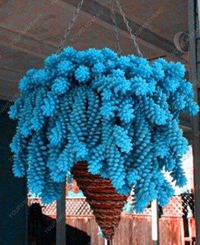 Swansgreen 50 Pcs Climbing Blue Spruce Seeds Picea Tree Potted Bonsai Courtyard Garden Bonsai Plant Pine Tree Seeds