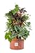 Grow Up HGTC Vertical Hydrogarden Deluxe Planter Kit, 2.15-Feet by 4-Feet, Terra Cotta