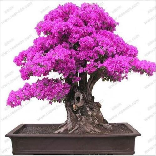 20 PCS purple Bougainvillea Bonsai Seeds F92 F93, Garden Flower Blooming