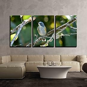 3 Piece Canvas Wall Art - Beautiful Male Red-flanked Bluetail Tarsiger cyanurus in Thai Forest - Modern Home Art Stretched and Framed Ready to Hang - 16"x24"x3 Panels