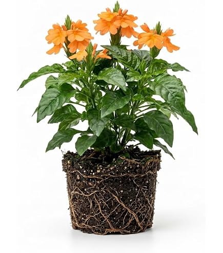 Amazon.com : Crossandra Seeds,orange Marmalade -Firecracker Flower- Very  Rare Tropical Plant : Patio, Lawn & Garden