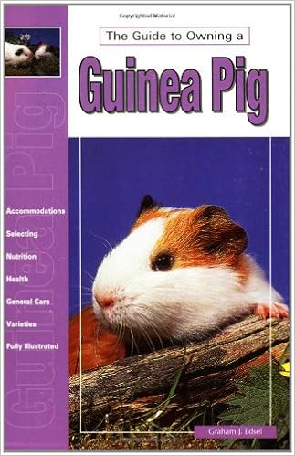 guinea pig feeding guide