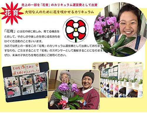 Amazon ミニ胡蝶蘭 ミディー胡蝶蘭 3号鉢植え 2本立て ミニタイプ ラフィアバッグ 鉢 母の日 ギフトに花のプレゼント 開店祝いに ブラウン 父の日 敬老の日 ギフト 観葉植物 オンライン通販