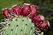 Nochtli - Ruby Antioxidant: 1 Bottle (100% Natural, Prickly Pear & Nopal)