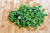 Cilantro SLOW BOLT SEED, Heirloom, Organic 20+ Seeds, Non Gmo, Herb/spice