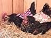 Standard Size 5 Pack Hen / Chicken Saddle