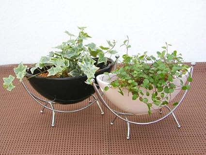 Amazon ハンモックスタンド ミニ観葉植物セット アクアセラミック植え１ケース お得な６鉢入り とってもかわいいミニサイズの観葉植物 です ２種類の鉢に２ ３品種を組み合わせた植物が６鉢入っているので いろいろな場所に飾れます サンクライム ホーム