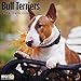 2020 Bull Terriers Calendar 16 Month 12 x 12 Wall Calendar by Bright Day Calendars (Terriers Collection) (Bull Terriers 2019)