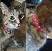 Pink Velvet Safety Elastic Belt Rhinestones Crystal Jeweled Cat Collars with Bell 8-10.5 Inches