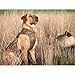 Avery Standard Dog Vest Neoprene