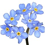 Forget Me Not Seeds - Approximately 5,000 Seeds