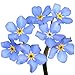 Forget Me Not Seeds - Approximately 5,000 Seeds