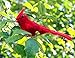 Cornucopia Brands Clip-On Realistic Feathered Red Cardinals (6 Pack), 3