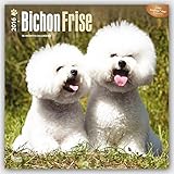 Bichon Frise 2016 Square 12x12 (Multilingual Edition)