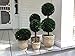 Preserved Boxwood Dble Ball Topiary W/ Footed Pot 21
